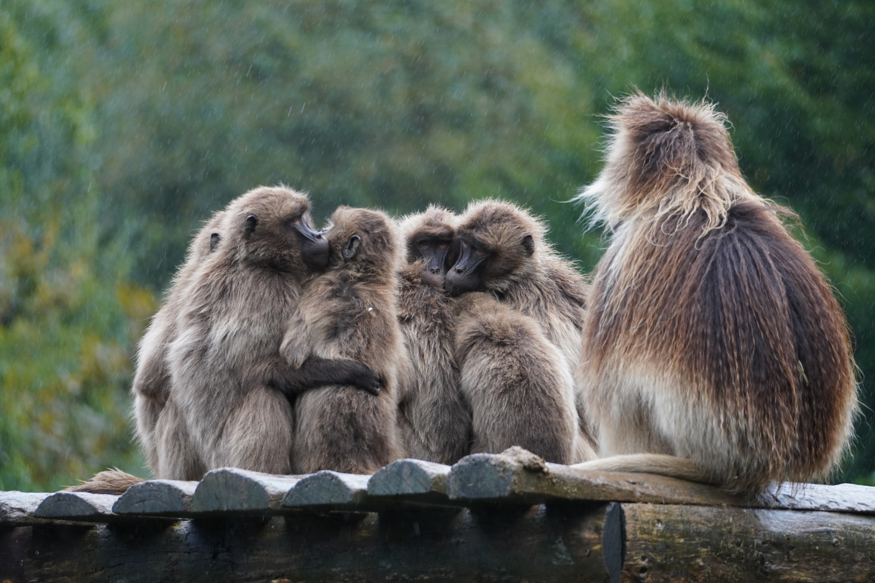geladas sous la pluie