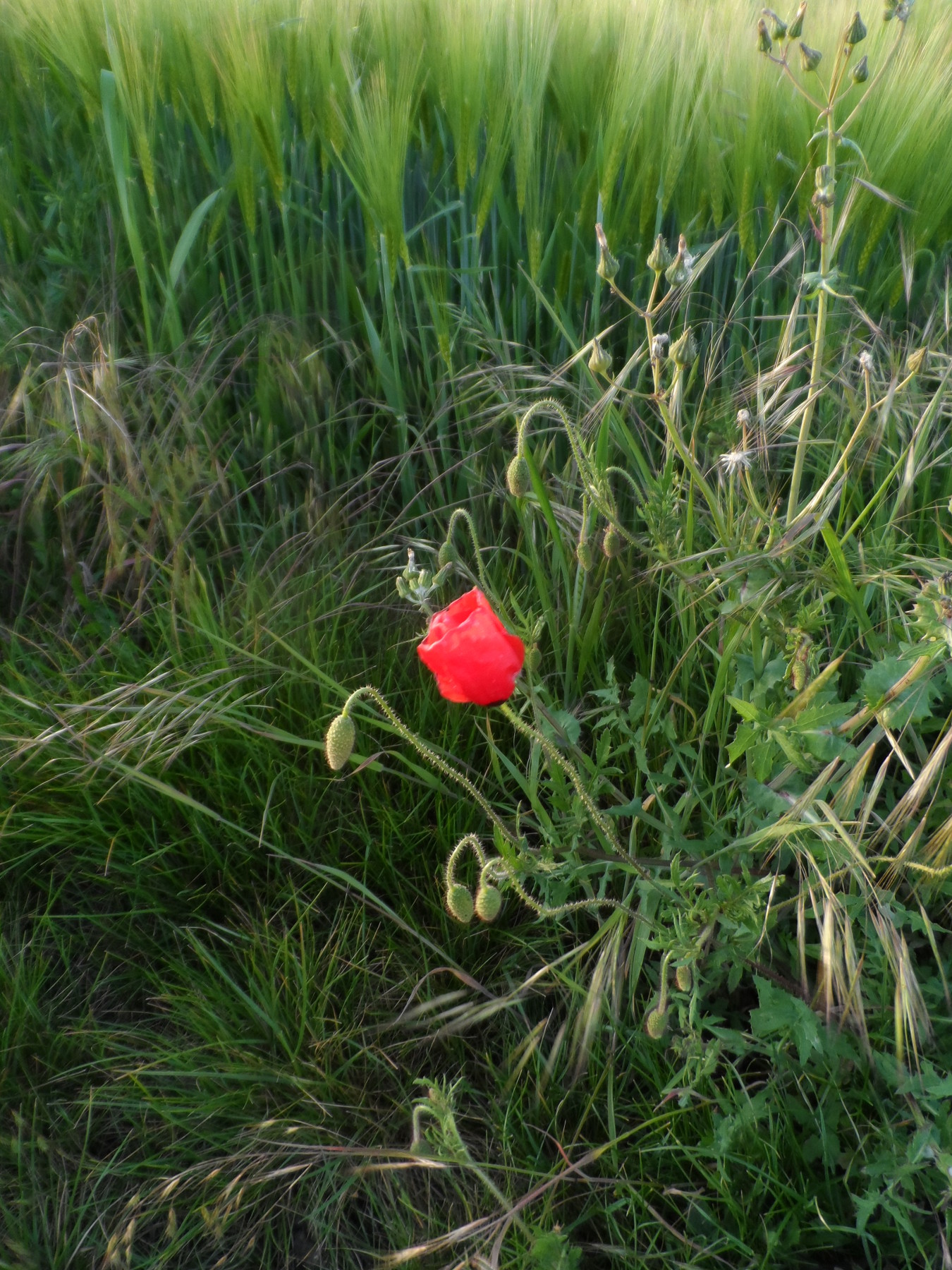 coquelicot